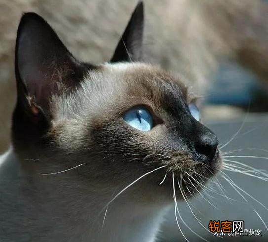 哪些猫咪在国内养得人比较多？为什么？
