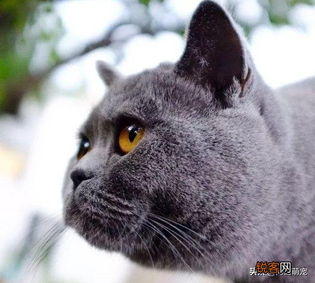 哪些猫咪在国内养得人比较多？为什么？