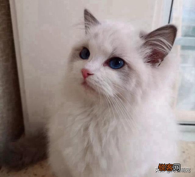 哪些猫咪在国内养得人比较多？为什么？