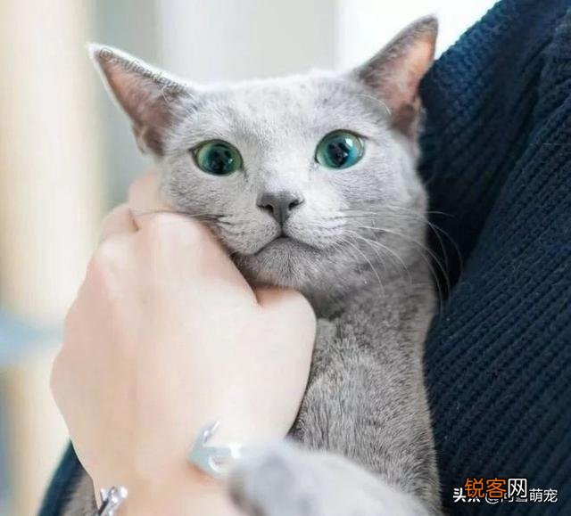 哪些猫咪在国内养得人比较多？为什么？
