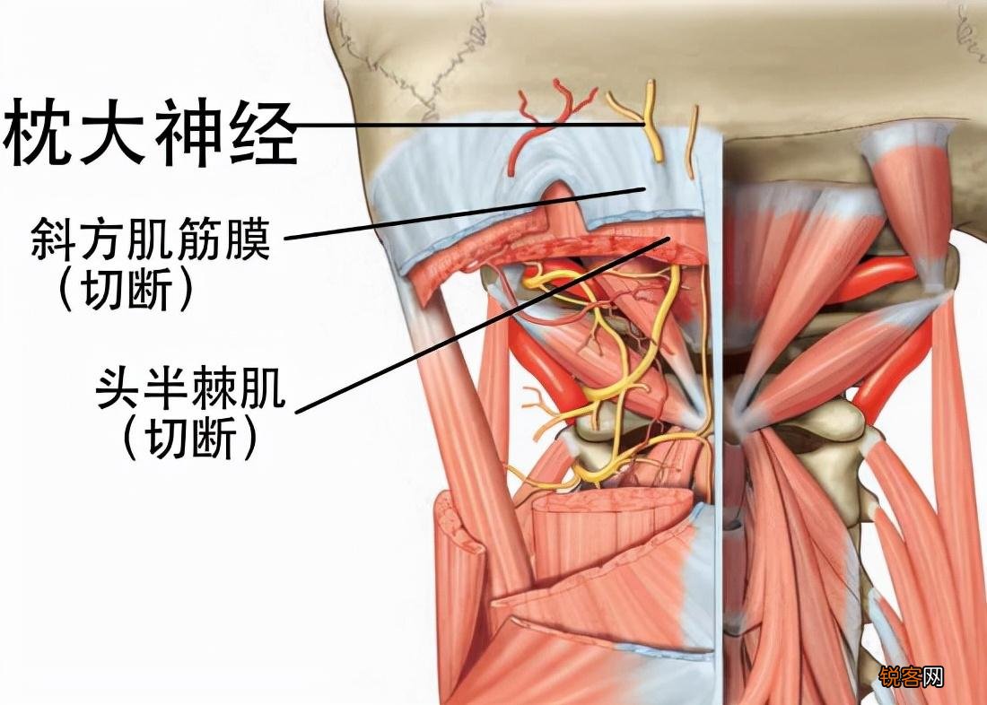 颈椎按摩方法 赶走颈椎病