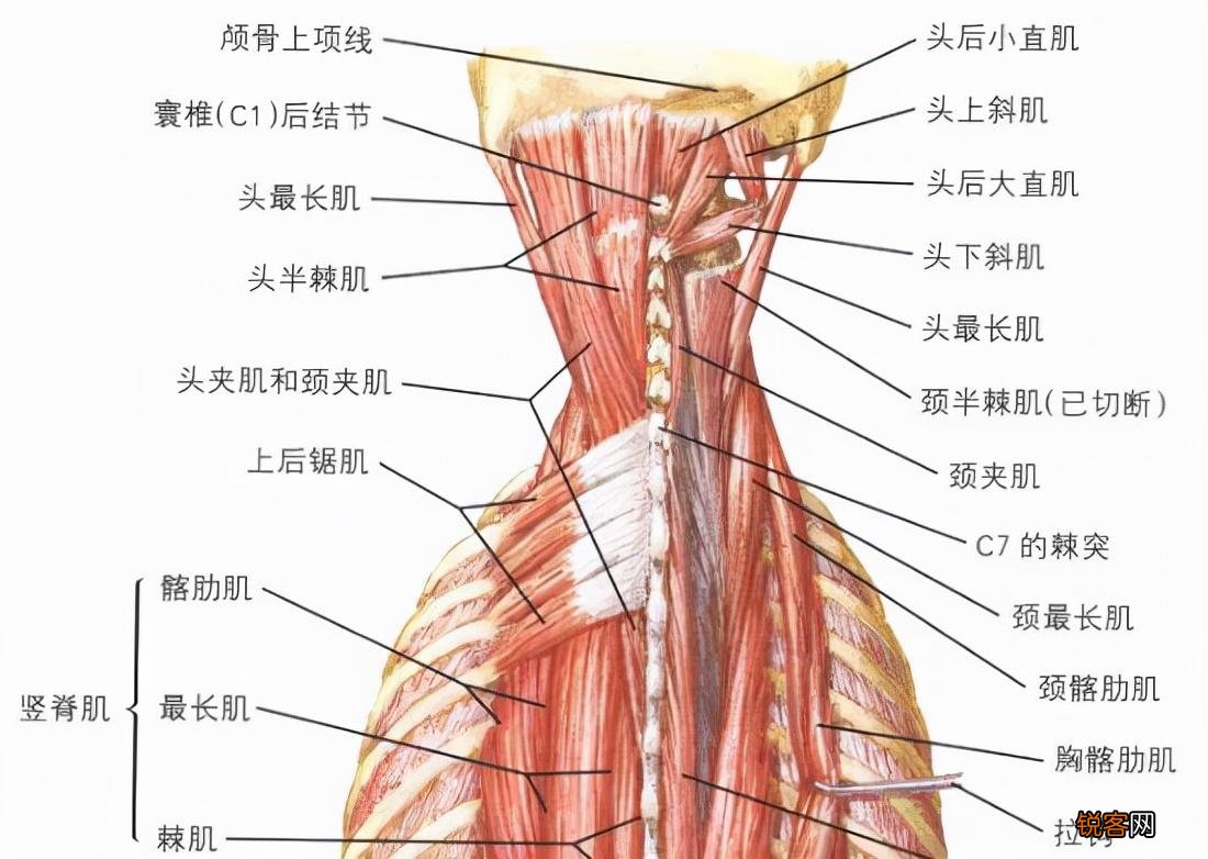颈椎按摩方法 赶走颈椎病