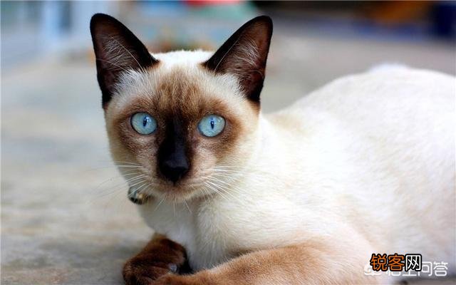 养猫养什么品种好？为什么？