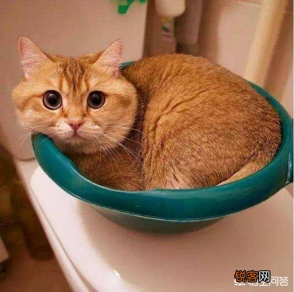 养猫养什么品种好？为什么？