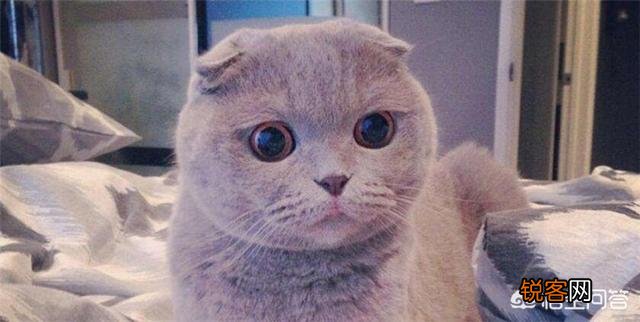 养猫养什么品种好？为什么？