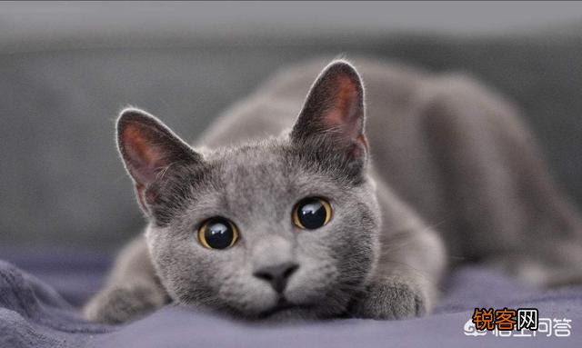 养猫养什么品种好？为什么？