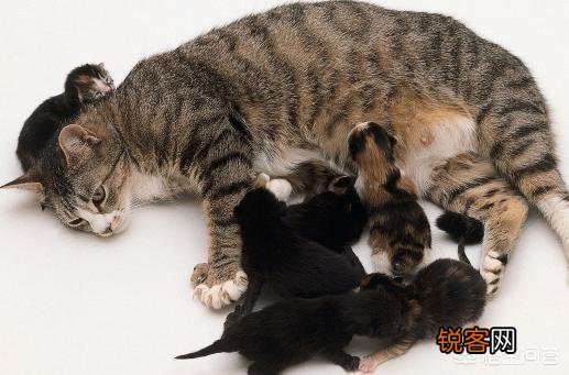 猫为什么会吃自己的孩子？