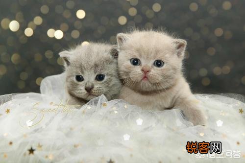 猫为什么会吃自己的孩子？