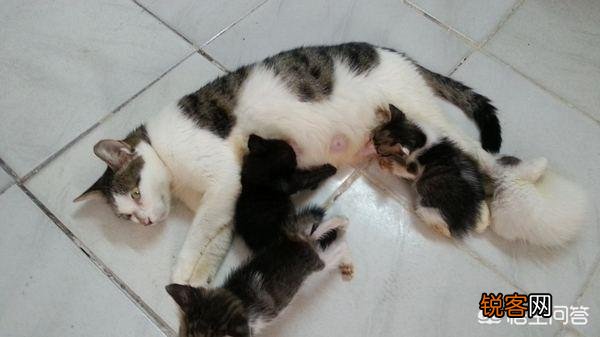 猫为什么会吃自己的孩子？