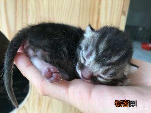 猫为什么会吃自己的孩子？