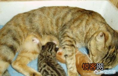 猫为什么会吃自己的孩子？