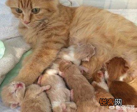猫为什么会吃自己的孩子？