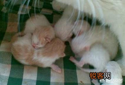猫为什么会吃自己的孩子？