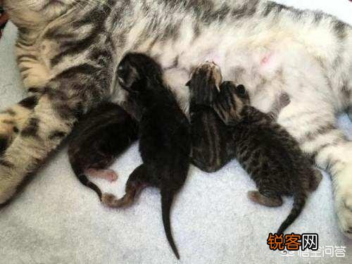 猫为什么会吃自己的孩子？
