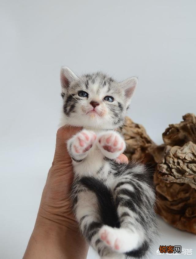 猫为什么会吃自己的孩子？