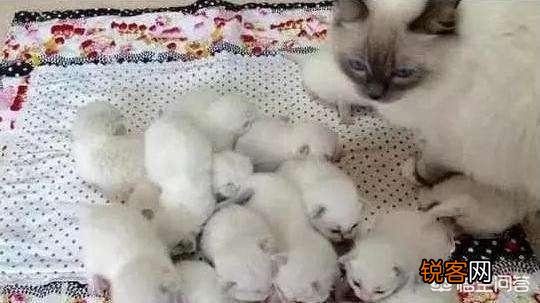 猫为什么会吃自己的孩子？