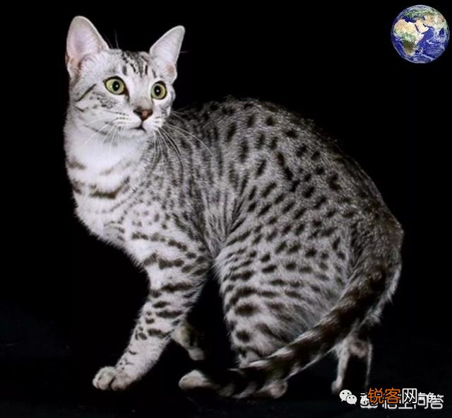 什么猫最可爱？