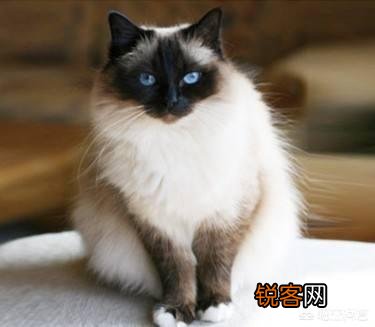世界上有多少种猫咪呢?哪种最萌呢?