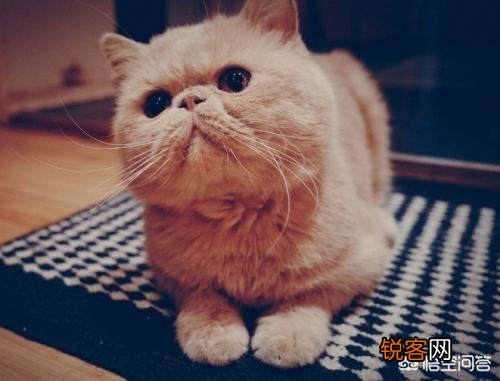世界上有多少种猫咪呢?哪种最萌呢?
