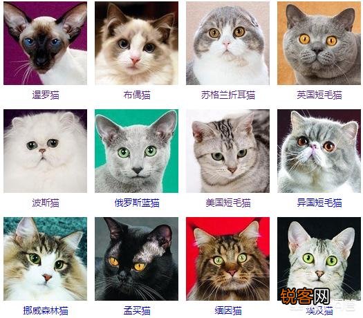 世界上有多少种猫咪呢？哪种最萌呢？