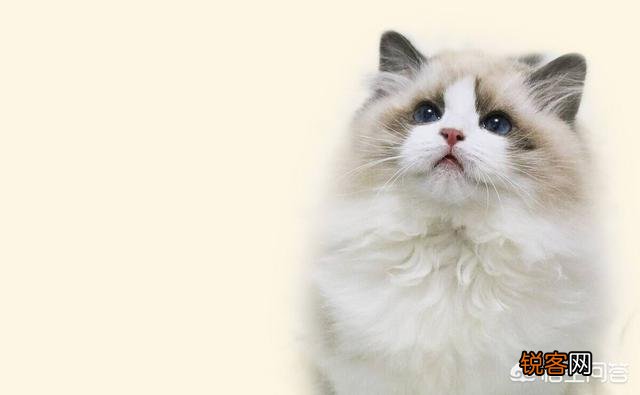世界上有多少种猫咪呢？哪种最萌呢？