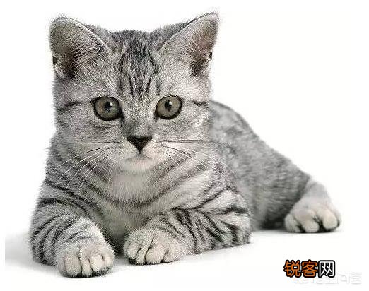 世界上有多少种猫咪呢？哪种最萌呢？