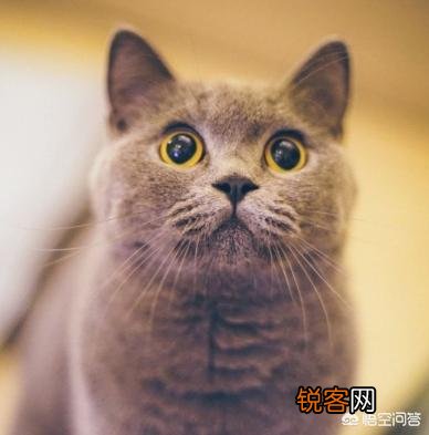 世界上有多少种猫咪呢？哪种最萌呢？