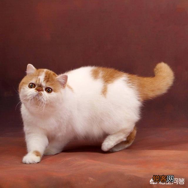 世界上有多少种猫咪呢？哪种最萌呢？