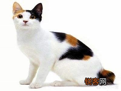 世界上有多少种猫咪呢?哪种最萌呢?