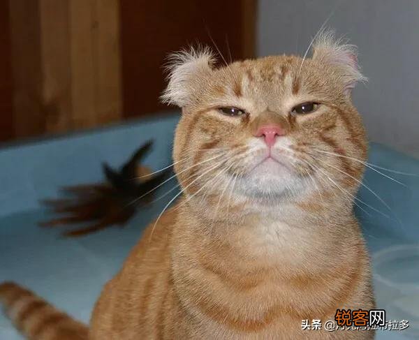 世界上的四大名猫是什么猫？为什么？