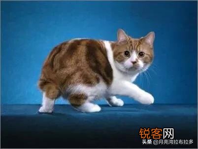 世界上的四大名猫是什么猫？为什么？