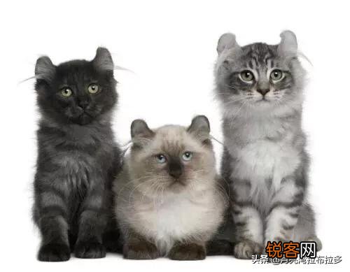 世界上的四大名猫是什么猫？为什么？
