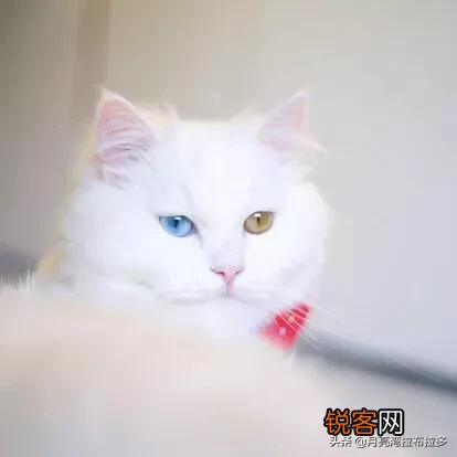 世界上的四大名猫是什么猫？为什么？