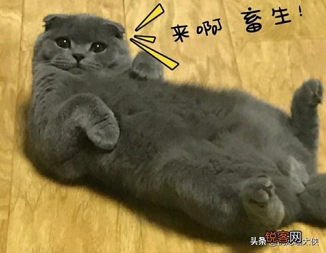 世界上的四大名猫是什么猫？为什么？