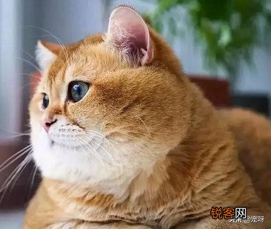 世界上的四大名猫是什么猫？为什么？