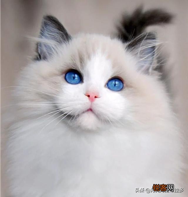 世界上的四大名猫是什么猫？为什么？