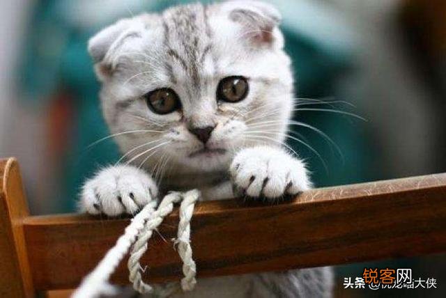世界上的四大名猫是什么猫？为什么？