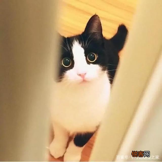 我国的三大名猫是什么猫？为什么？