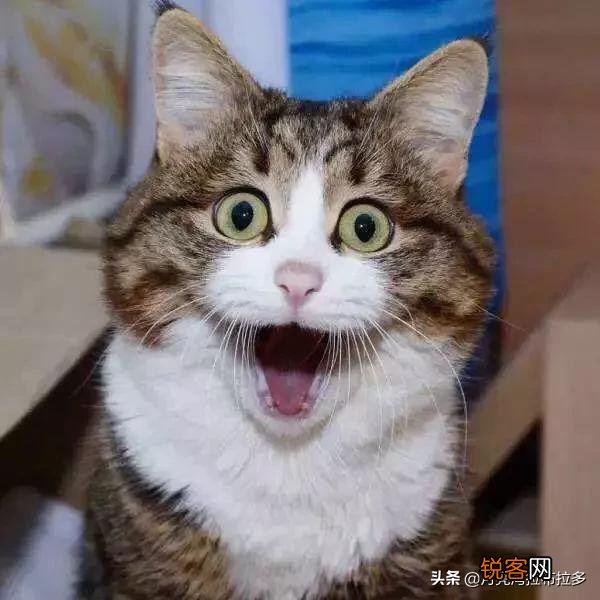 我国的三大名猫是什么猫？为什么？