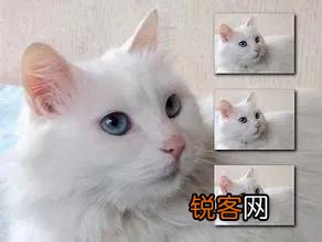 我国的三大名猫是什么猫？为什么？