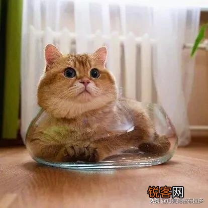 我国的三大名猫是什么猫？为什么？