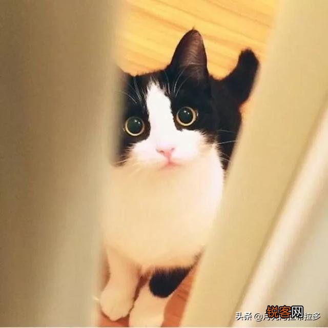 我国的三大名猫是什么猫？为什么？