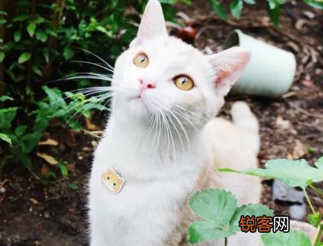 我国的三大名猫是什么猫？为什么？
