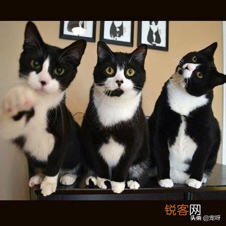 我国的三大名猫是什么猫？为什么？