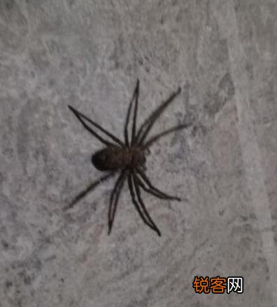 家里发现大蜘蛛怎么处理 高脚白额蛛是害虫还是益虫