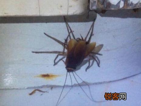 家里发现大蜘蛛怎么处理 高脚白额蛛是害虫还是益虫