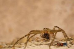 家里发现大蜘蛛怎么处理 高脚白额蛛是害虫还是益虫
