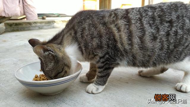 求解答,什么品种的猫？