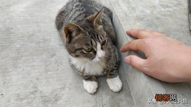 求解答,什么品种的猫？