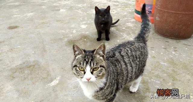 求解答,什么品种的猫？